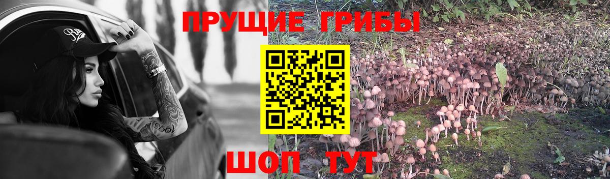Псилоцибиновые грибы GOLDEN TEACHER Донецк